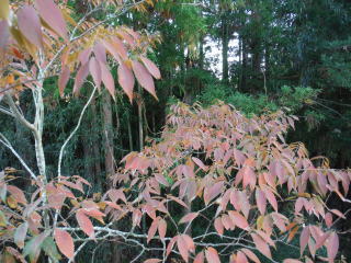 �g�t�����΂܂ō~��Ă��܂����B