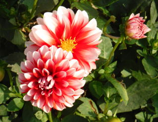 ���������~�Ȃ̂Ɂ@�Q