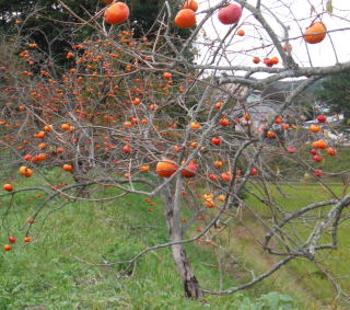 ���̐H�׎c���@�����Əa�`