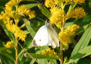 ���������~�Ȃ̂�