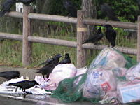 �J���X�̏W�܂�S�~�l�b�g